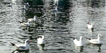 【好名聲網】思想河（三十首）（二十三）（韓輝升）